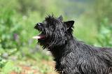 CAIRN TERRIER 589